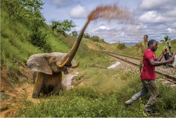 Foto gajah ditabrak kereta barang Taman Nasional Lopé di Gabon merupakan salah satu foto yang memenangkan Hadiah utama Prince Albert II of Monaco Foundation’s Environmental Photography Award