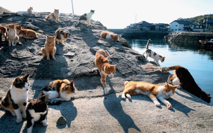 Aoshima | Pulau Kucing | Jepang