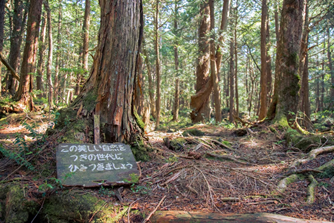 Aokigahara "hutan bunuh diri" (Jepang)