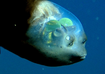 Ikan paling eksentrik di laut dalam