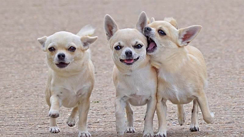 Anjing-Chihuahua | Sejarah Anjing Chihuahua Dan Cara perawatannya