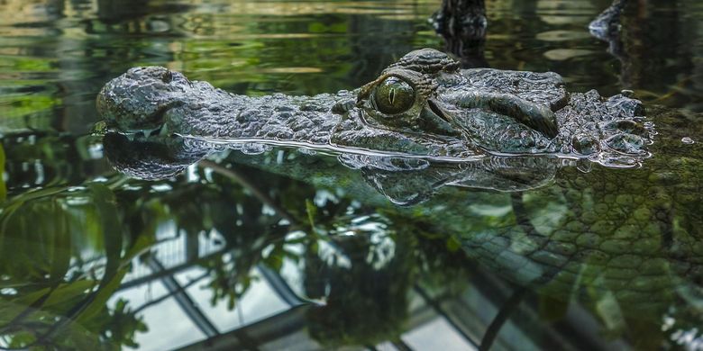 Anjing melompat ke dalam air dan diselamatkan oleh buaya