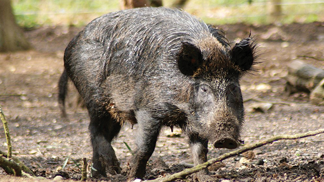 Babi hutan mengandung radioaktif akibat uji coba nuklir