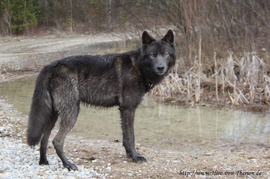 Menemukan anjing hibrida rubah pertama di dunia