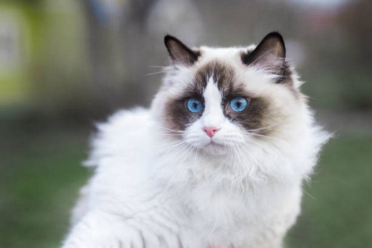 Mengenal Ras Kucing Ragdoll