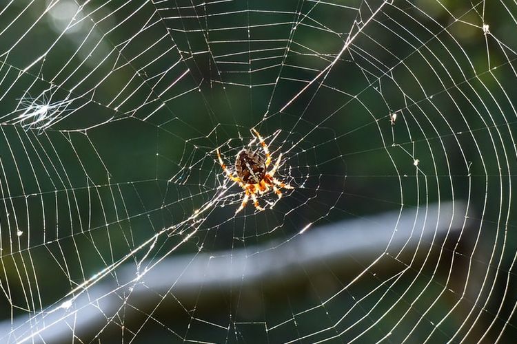 Tiongkok menciptakan benang sutra super kuat