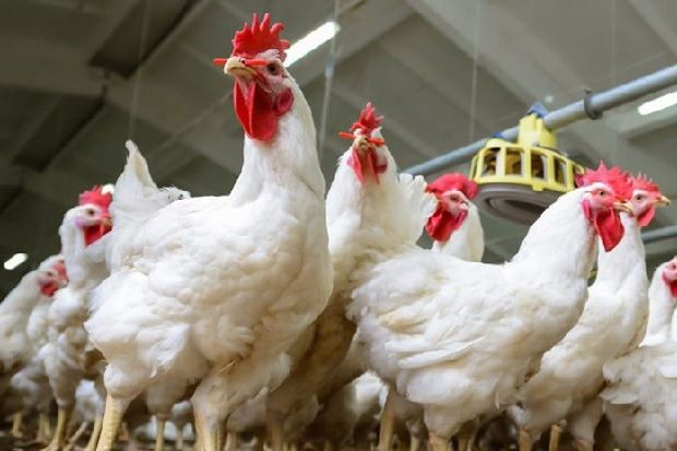 Ayam tahan flu burung pertama di dunia