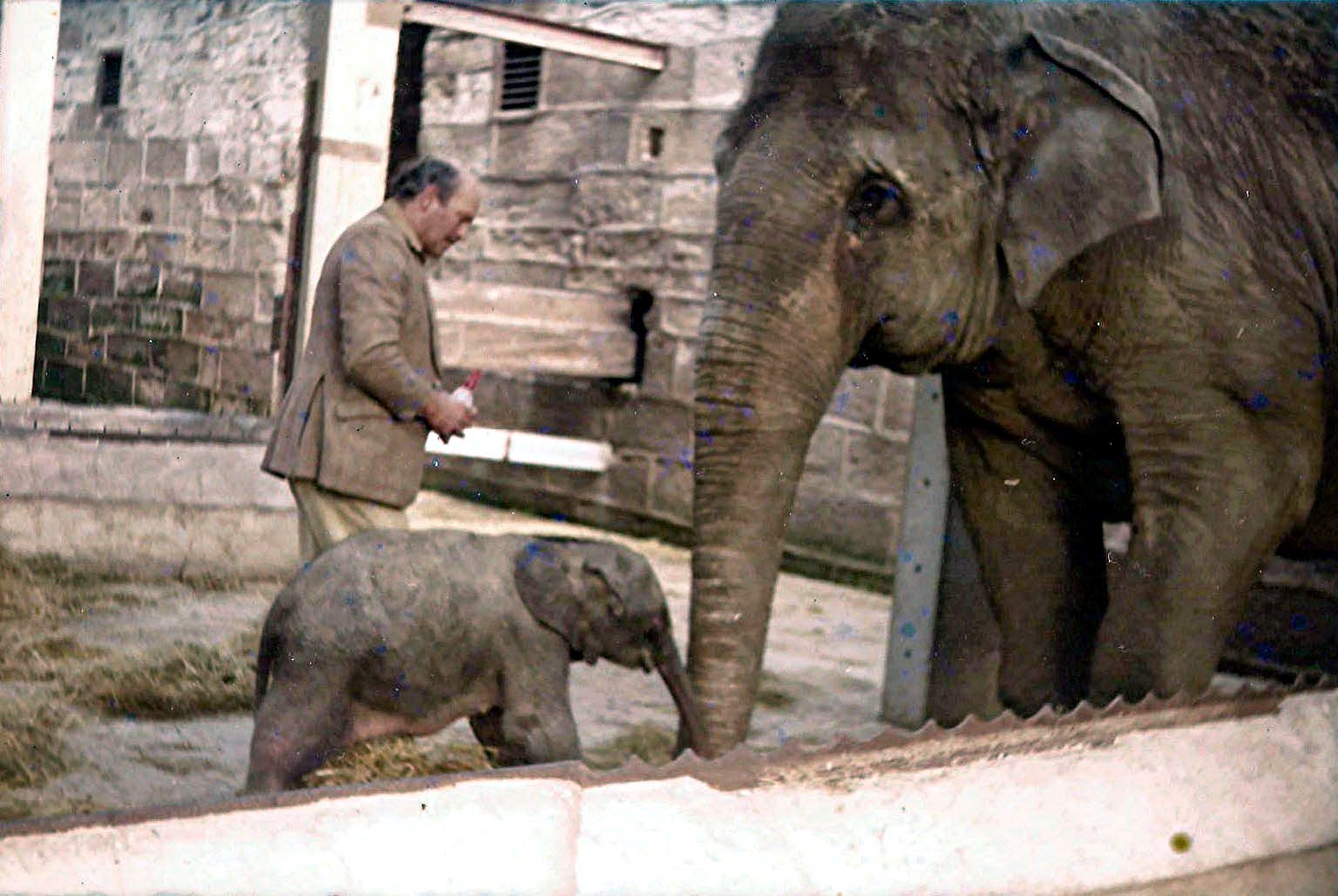 Gajah paling langka di dunia