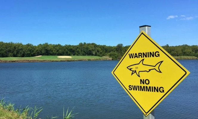 Hiu banteng telah hidup di danau lapangan golf selama 20 tahun