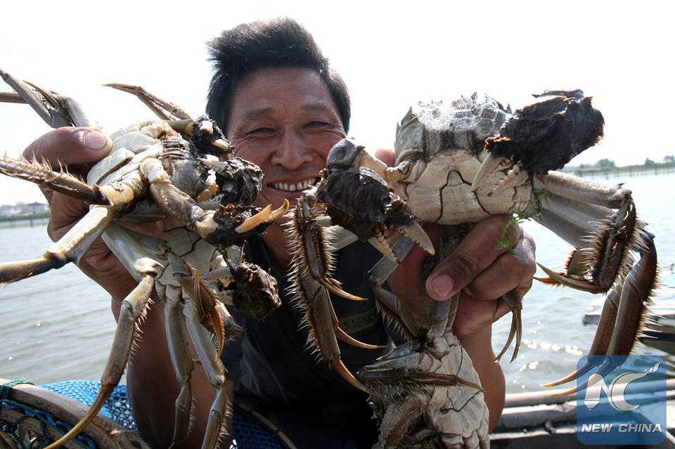 Kepiting berbulu Tiongkok mengancam ekosistem Inggris