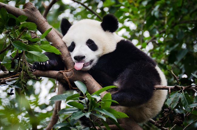 Tiongkok membuka universitas tentang panda