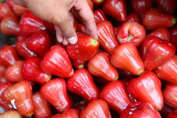 10 Manfaat Buah Jambu Air Untuk Kesehatan